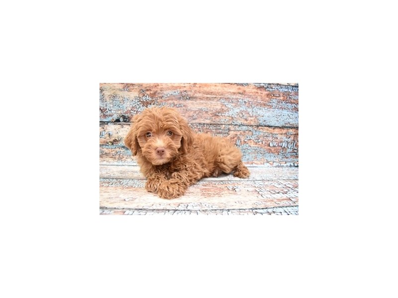 Aussiepoo- Available 3/30-DOG-Female-Brown and White-3581045-PetCenter Old Bridge