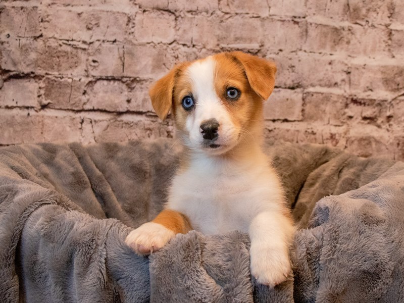 Auggie- Available 3/30-DOG-Female-Red and White-3581190-PetCenter Old Bridge Puppies For Sale