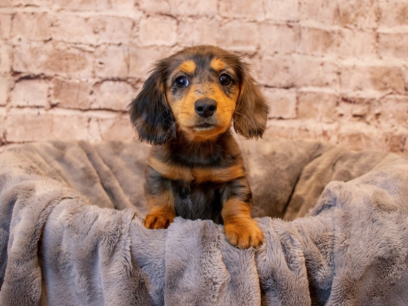 Dachshund- Available 3/30-DOG-Female-Black and Silver Dapple-3581031-PetCenter Old Bridge