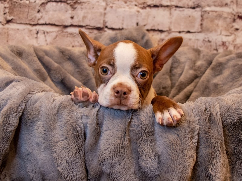 Boston Terrier- Available 3/30-Female-Seal and White-3581150-PetCenter Old Bridge Puppies For Sale