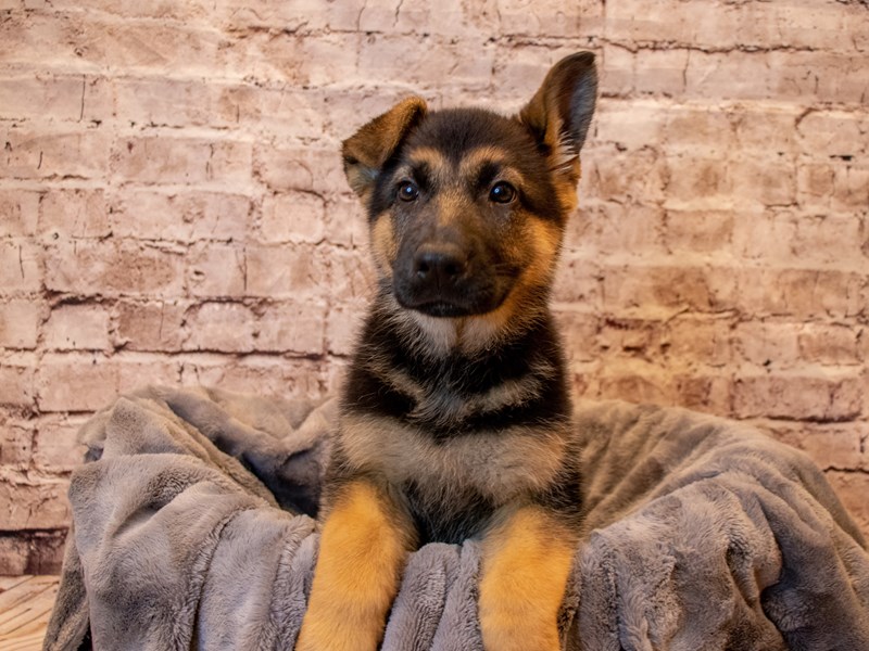 German Shepherd- Available 3/30-Female-Black / Tan-3579893-PetCenter Old Bridge Puppies For Sale