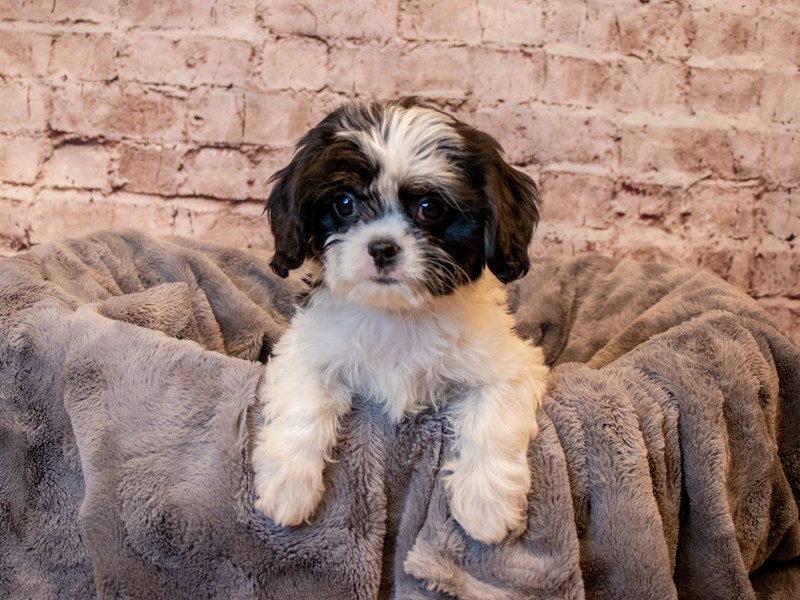 CavaTzu- Available 3/30-DOG-Female-Black / White-3579889-PetCenter Old Bridge Puppies For Sale