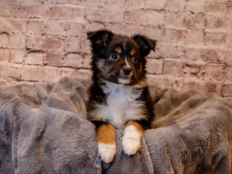Miniature American Shepherd- Available 3/30-DOG-Female-Black White / Tan-3579882-PetCenter Old Bridge Puppies For Sale