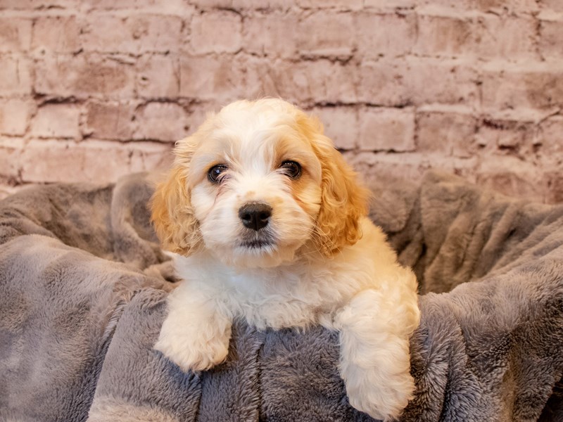 Cavachon- Available 3/30-Male-White and Apricot-3580950-PetCenter Old Bridge