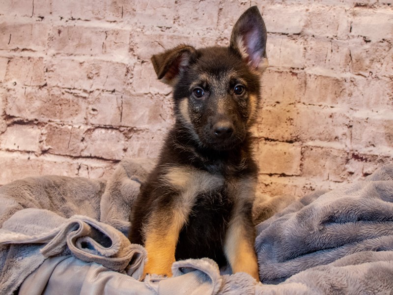 German Shepherd- Available 3/30-Male-Black and Tan-3581064-PetCenter Old Bridge Puppies For Sale