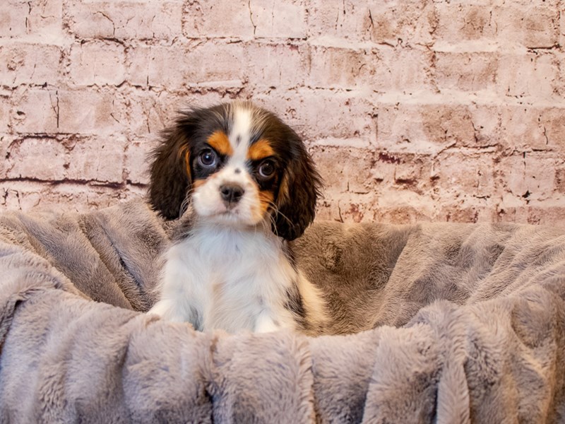 Cavalier King Charles Spaniel- Available 3/30-DOG-Male-Tri Color-3581129-PetCenter Old Bridge