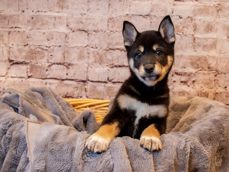 Shiba Inu- Available 3/30-DOG-Male-Black and Tan-3581125-PetCenter Old Bridge Puppies For Sale
