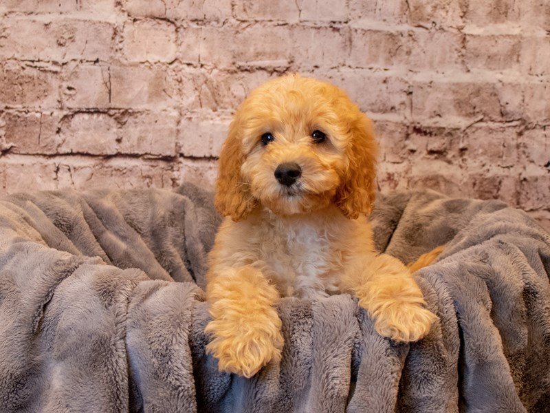 Mini Goldendoodle- Available 3/30-Male-Red-3579892-PetCenter Old Bridge Puppies For Sale
