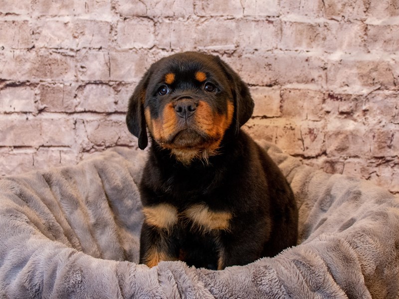 Rottweiler- Available 4/6-DOG-Male-Black / Tan-3587374-PetCenter Old Bridge Puppies For Sale