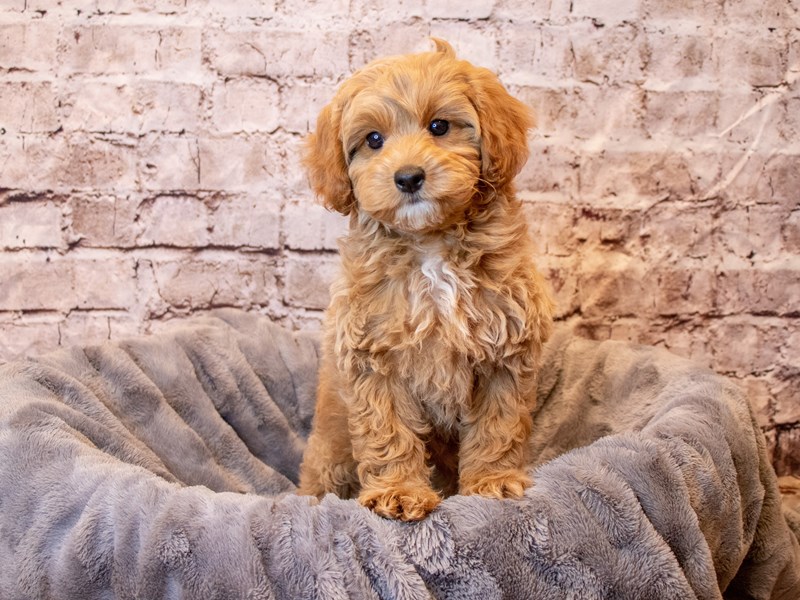 Cavapoo- Available 4/6-Male-Apricot-3588595-PetCenter Old Bridge Puppies For Sale