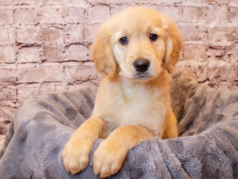 Golden Retriever- Available 4/6-DOG-Female-Golden-3587378-PetCenter Old Bridge Puppies For Sale