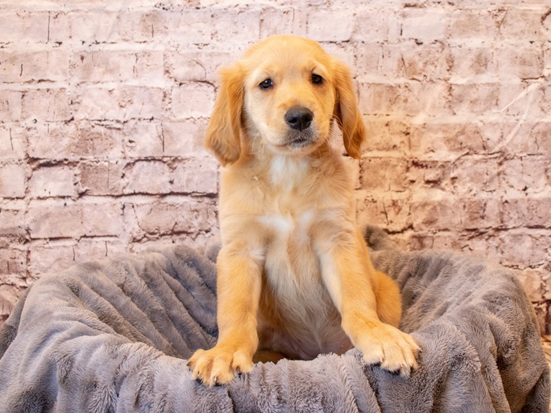 Golden Retriever- Available 4/6-Male-Golden-3587380-PetCenter Old Bridge Puppies For Sale