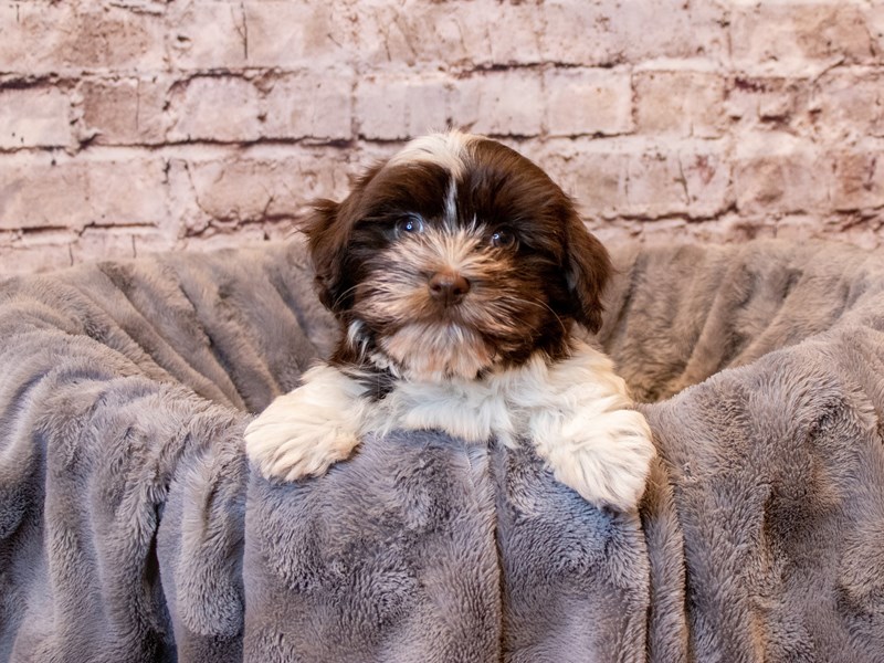 Havanese- Available 4/6-Male-Chocolate / White-3587375-PetCenter Old Bridge Puppies For Sale