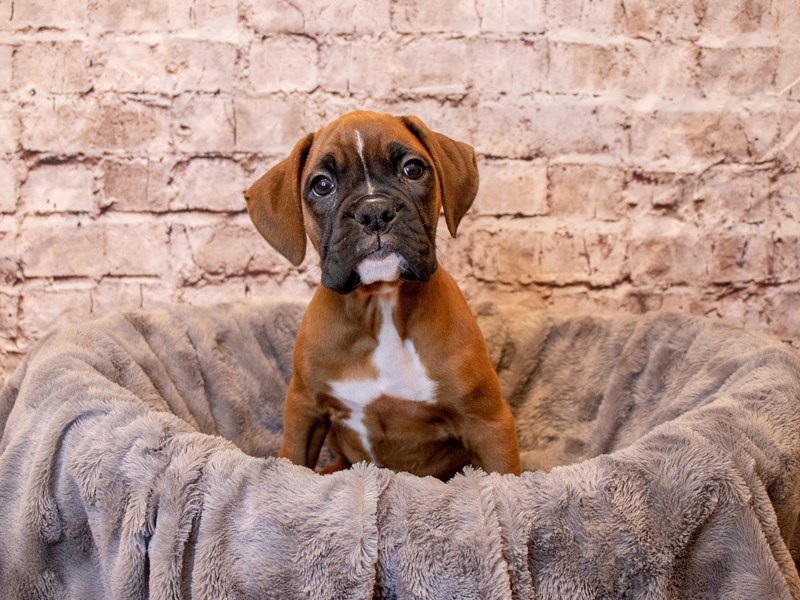 Boxer- Available 4/6-DOG-Male-Fawn-3592361-PetCenter Old Bridge Puppies For Sale