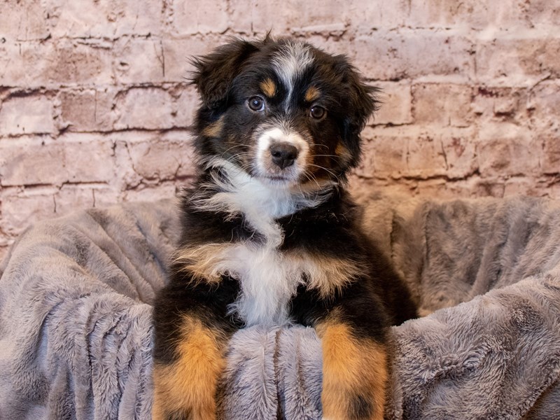 Australian Shepherd- Available 4/6-Male-Black and White-3592310-PetCenter Old Bridge Puppies For Sale