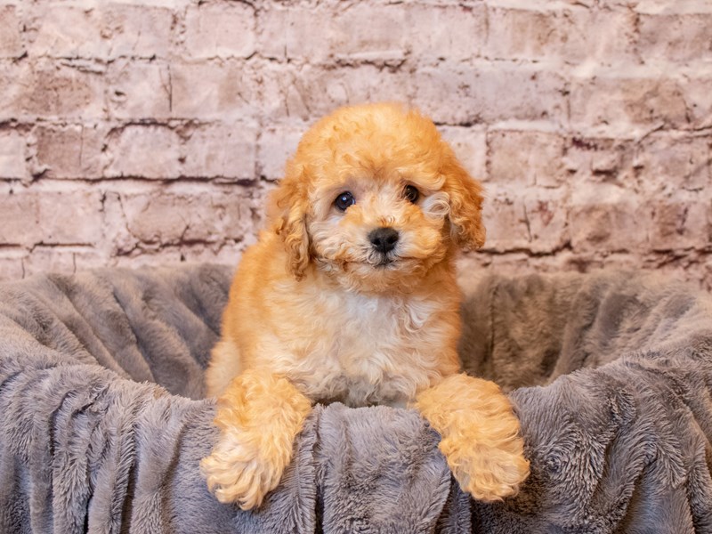 Poodle- Available 4/6-Female-Red-3587864-PetCenter Old Bridge Puppies For Sale