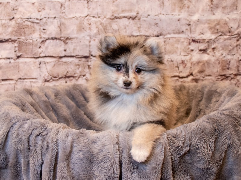 Pomeranian- Available 4/6-Female-Blue Merle-3587373-PetCenter Old Bridge Puppies For Sale
