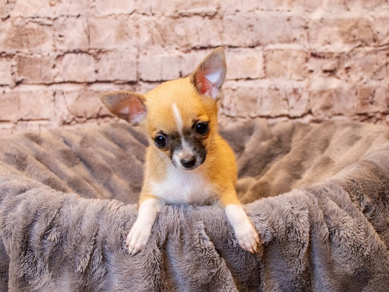 Chihuahua- Available 4/6-DOG-Female-Red Sable-3587376-PetCenter Old Bridge