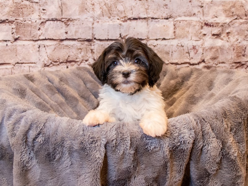 Havanese- Available 4/6-Female-Black / White-3587372-PetCenter Old Bridge Puppies For Sale
