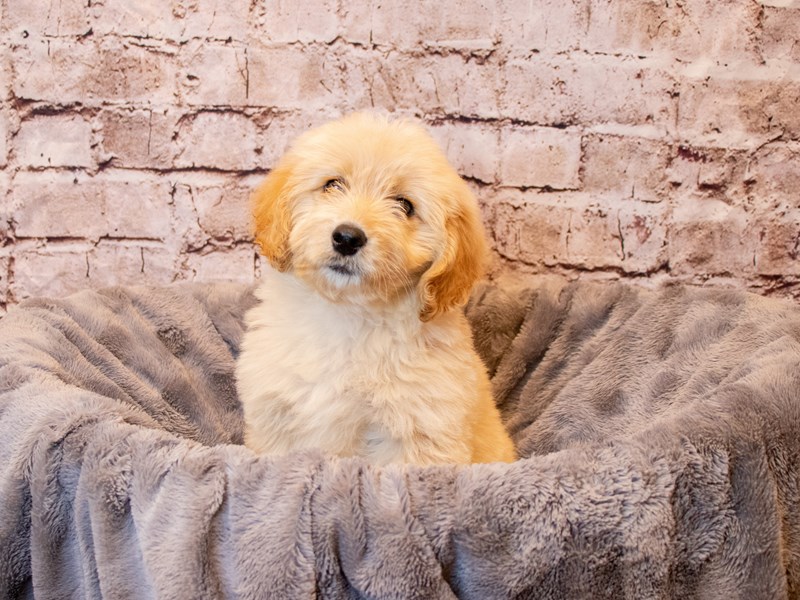 Mini Goldendoodle- Available 4/6-Female-Golden-3592340-PetCenter Old Bridge Puppies For Sale
