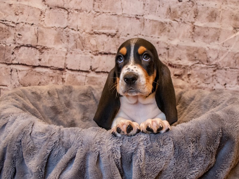 Basset Hound- Available 4/6-DOG-Male-Black White and Tan-3592380-PetCenter Old Bridge Puppies For Sale