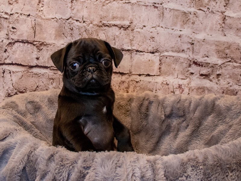 Pug- Available 4/6-Male-Black-3592499-PetCenter Old Bridge Puppies For Sale
