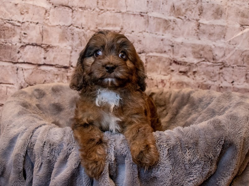 Cavapoo- Available 4/6-Male-Blue Merle-3592240-PetCenter Old Bridge Puppies For Sale