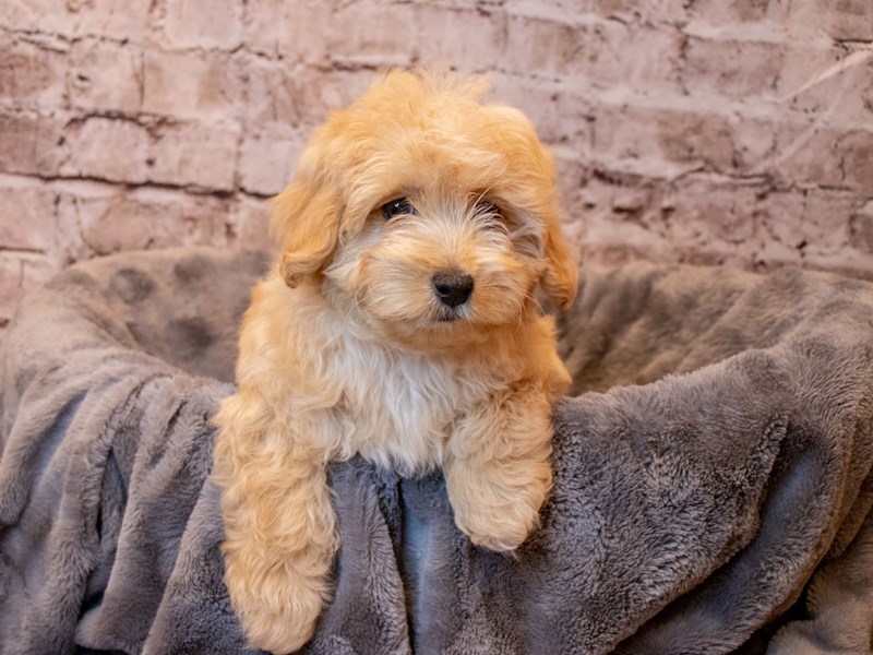 Malti- Poo- Available 4/6-DOG-Male-Cream-3592329-PetCenter Old Bridge Puppies For Sale
