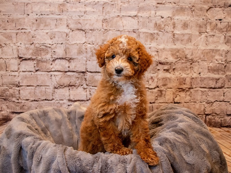Poodle- Available 4/13-DOG-Female-Red-3601745-PetCenter Old Bridge Puppies For Sale