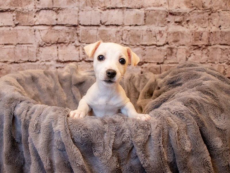 Jack Russell Terrier- Available 4/13-Female-White-3601676-PetCenter Old Bridge Puppies For Sale