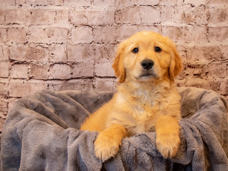 Golden Retriever- Available 4/13-Male-Golden-3602824-PetCenter Old Bridge Puppies For Sale