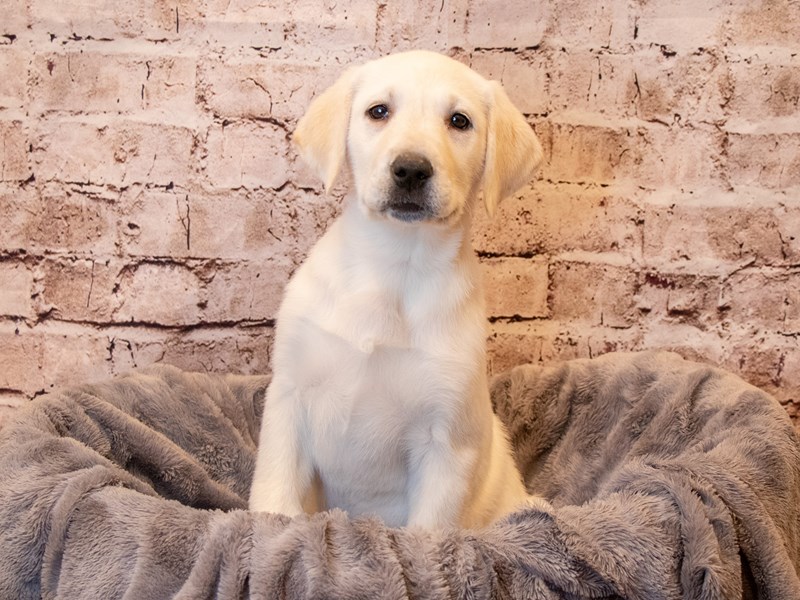 Labrador Retriever- Available 4/13-DOG-Female-Yellow-3602909-PetCenter Old Bridge