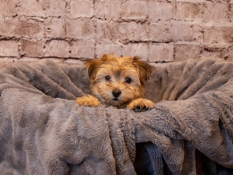Morkie- Available 4/13-Male-Tan-3601675-PetCenter Old Bridge Puppies For Sale