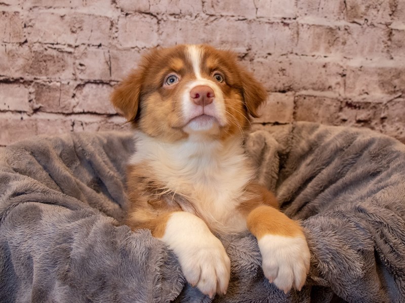 Australian Shepherd- Available 4/13-DOG-Male-Red-3602808-PetCenter Old Bridge Puppies For Sale