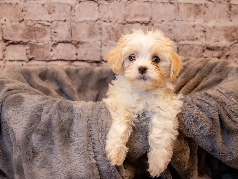 HavaTzu- Available 4/13-DOG-Male-Cream-3602699-PetCenter Old Bridge Puppies For Sale