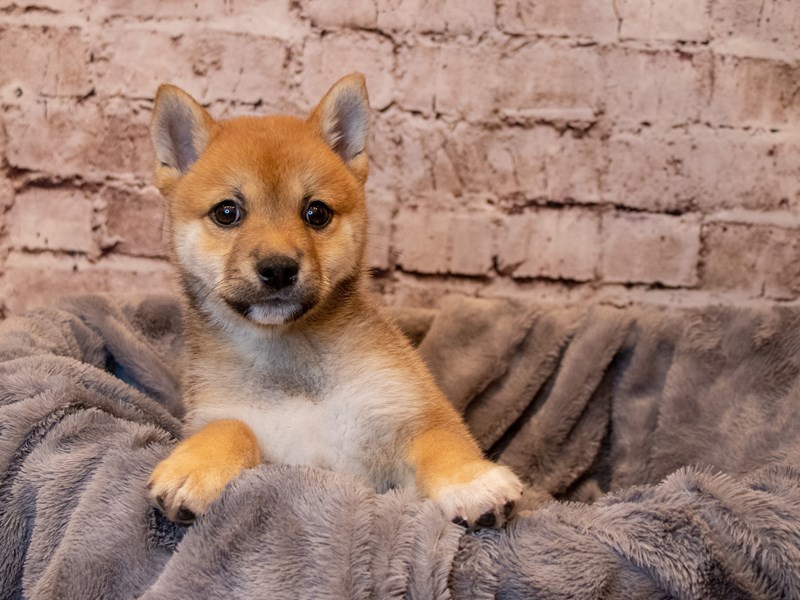 Shiba Inu- Available 4/13-Male-Red Sesame-3602823-PetCenter Old Bridge Puppies For Sale