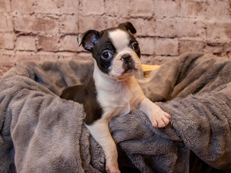 Boston Terrier- Available 4/13-Female-Black and White-3602731-PetCenter Old Bridge Puppies For Sale