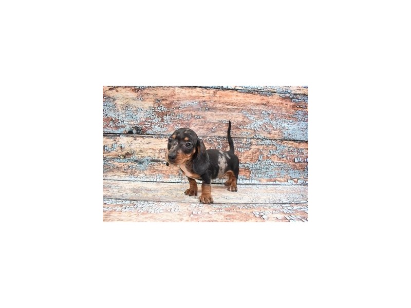 Dachshund- Available 4/20-Male-Black and Silver Dapple-3611542-PetCenter Old Bridge Puppies For Sale