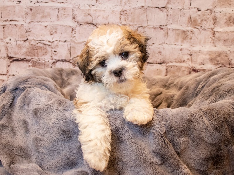 Teddy Bear- Available 4/20-DOG-Male-Brown / White-3610571-PetCenter Old Bridge Puppies For Sale