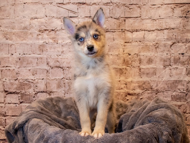 Pomsky- Available 4/20-Female-Blue Merle-3610570-PetCenter Old Bridge Puppies For Sale
