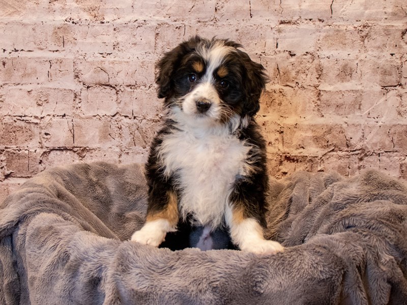 Mini Bernedoodle- Available 4/20-Female-Black-3610567-PetCenter Old Bridge Puppies For Sale