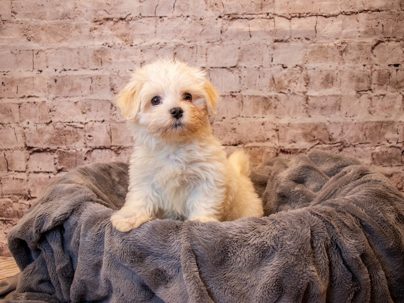 Havanese- Available 4/20-Male-Cream-3611435-PetCenter Old Bridge Puppies For Sale
