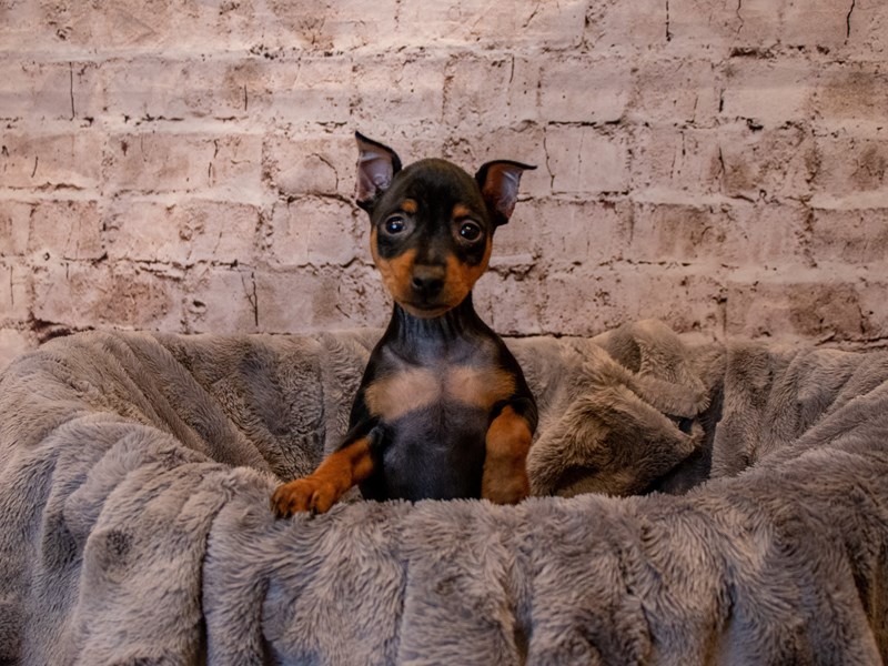 Miniature Pinscher- Available 4/27-DOG-Female-Black / Rust-3620780-PetCenter Old Bridge Puppies For Sale