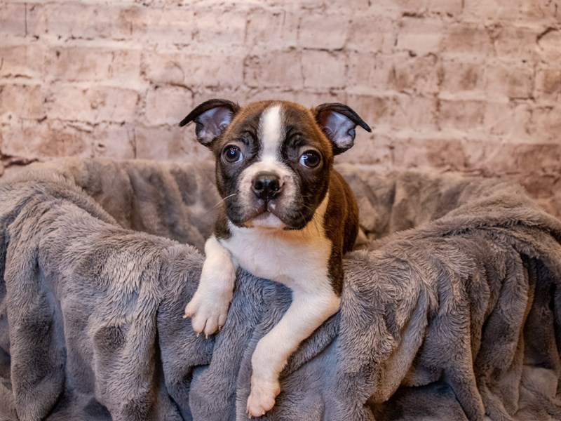 Boston Terrier- Available 4/27-DOG-Male-Brindle and White-3622878-PetCenter Old Bridge