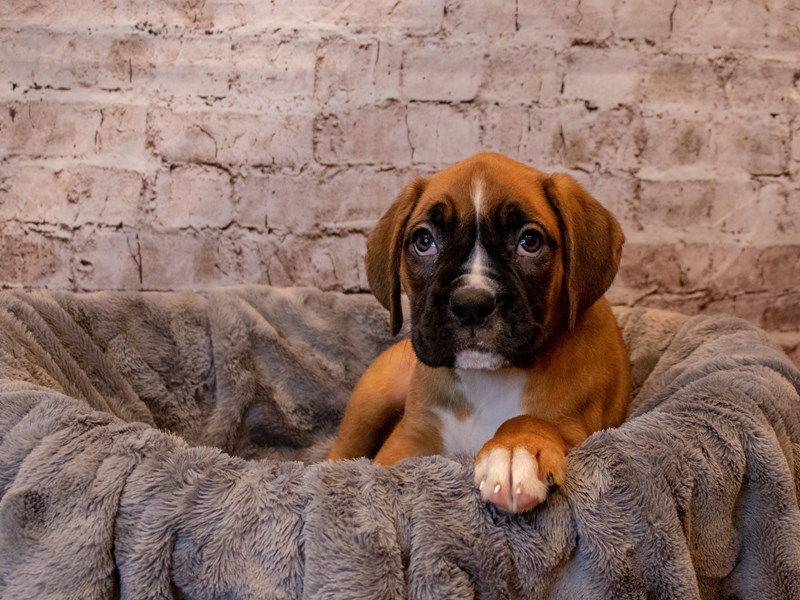 Boxer- Available 4/27-DOG-Female-Fawn-3622761-PetCenter Old Bridge Puppies For Sale
