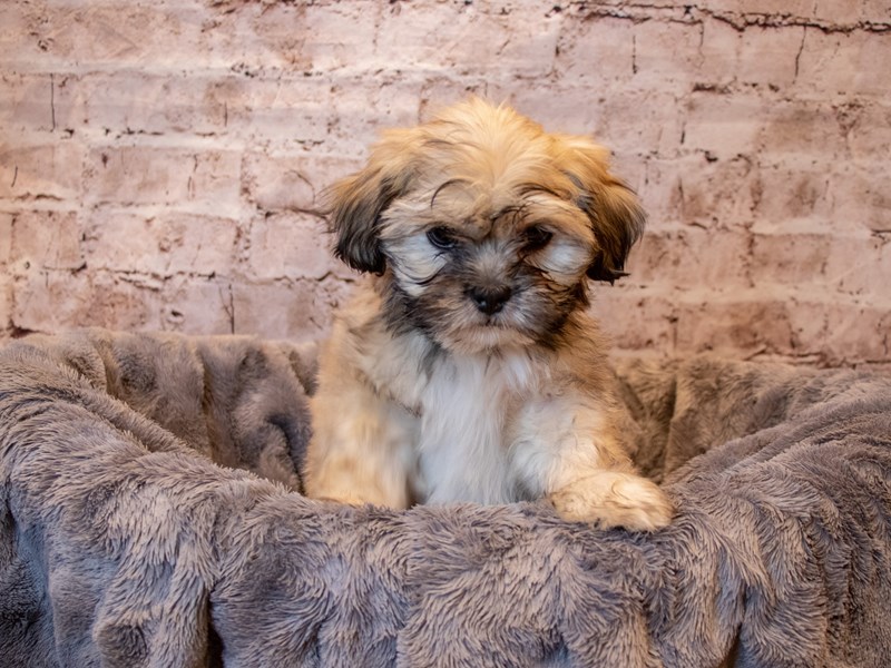 Lhasa Apso- Available 4/27-DOG-Male-Golden-3622721-PetCenter Old Bridge
