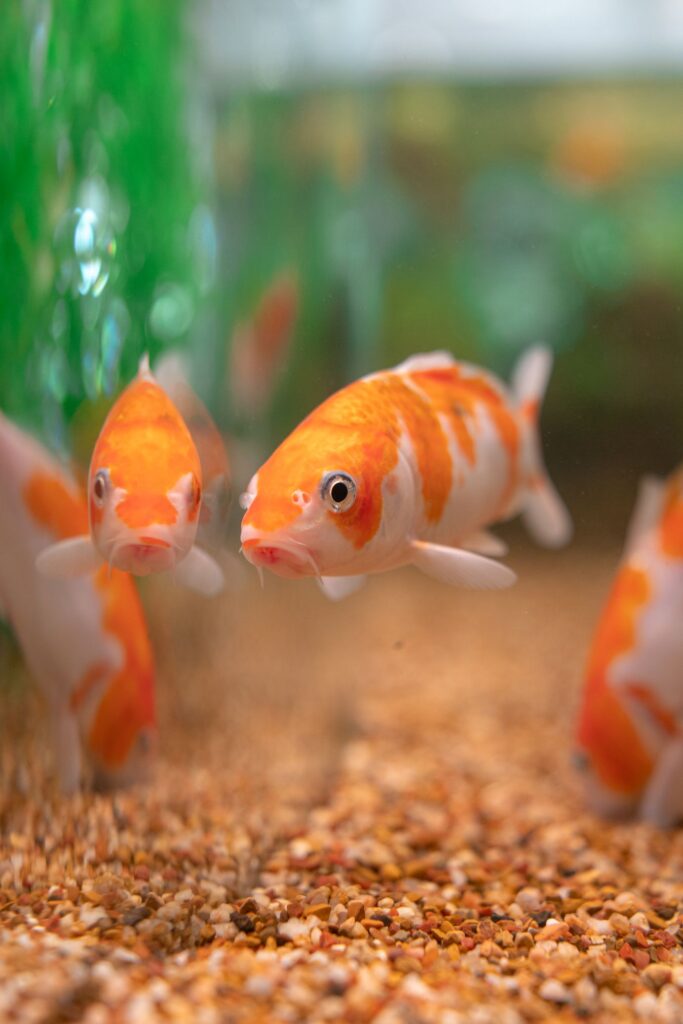 Feeder fish for hot sale sale near me