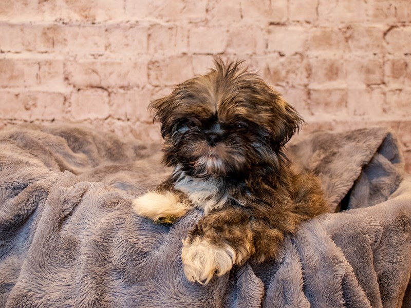 Shih Tzu- Available 3/23-DOG-Male-Silver and White-3570246-PetCenter Old Bridge Puppies For Sale
