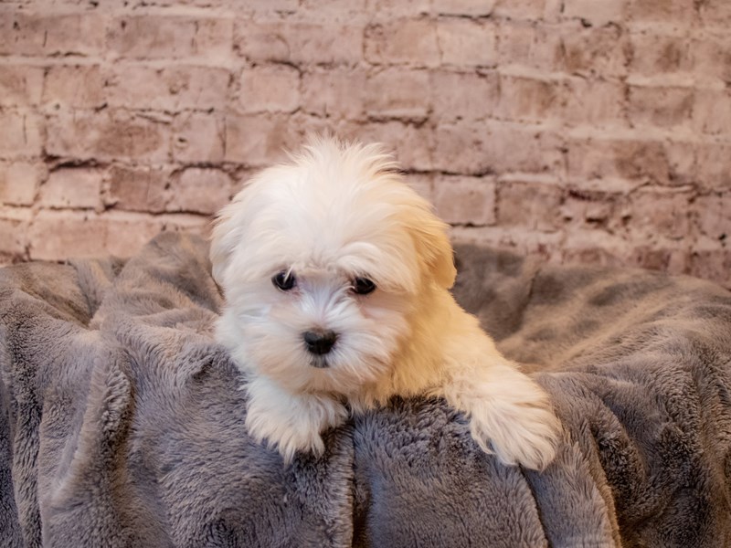 Maltese- Available 3/30-DOG-Male-White-3579887-PetCenter Old Bridge Puppies For Sale