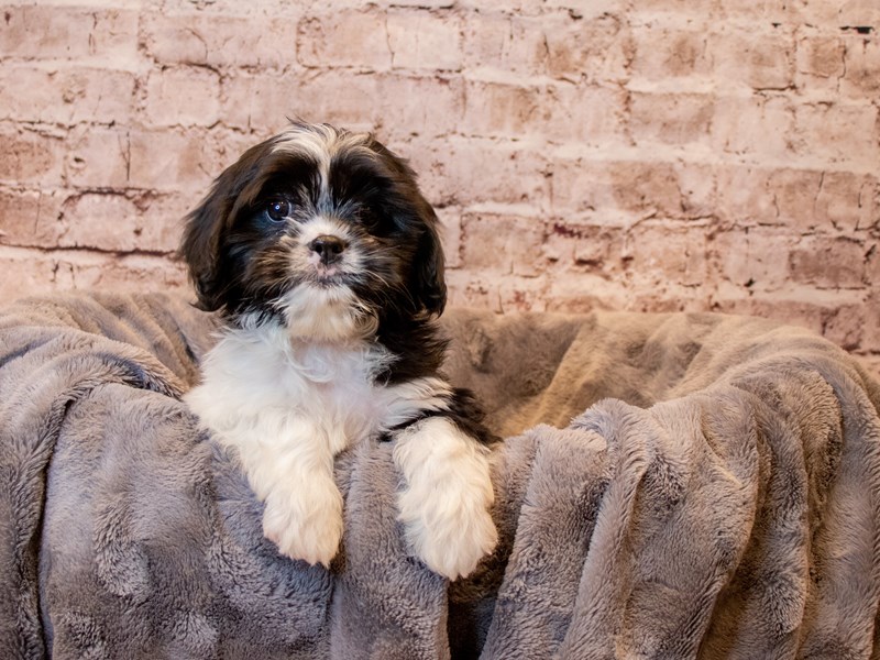 CavaTzu- Available 3/30-DOG-Male-Black / White-3579890-PetCenter Old Bridge Puppies For Sale